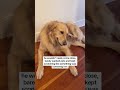 my best dog #dogs #puppy #doglife #BetterWild #fyp #cutedogs #funnydogs #ad