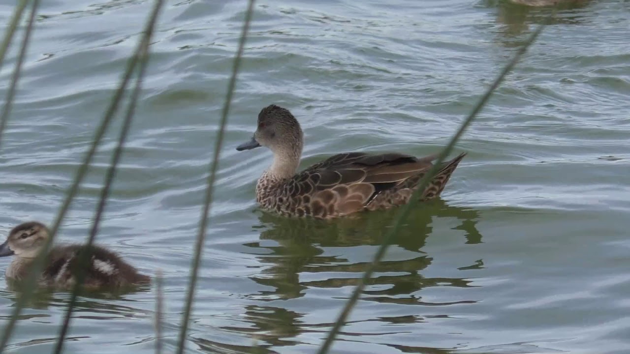 Grey Teal 