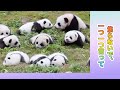 絶対聞いたない🧐可愛すぎパンダの鳴き声💖 | iPanda パンダ楽園 #shorts