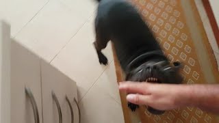 hyperactive dog attacks his owner ( how to calm it down ) by Dog Passion 666 views 2 years ago 3 minutes, 2 seconds
