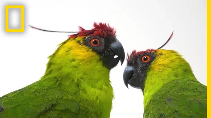 Why Are Parrot Species in Decline? | National Geographic - DayDayNews