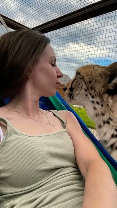 affectionate cheetah❤️