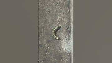 Cực kỳ cảnh giác nha anh em #funny #videogiaitri #shorts