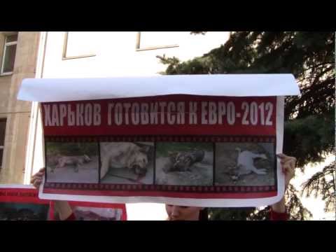 Video: Евро-2012 белгилери бар сувенирлерди кайдан сатып алууга болот