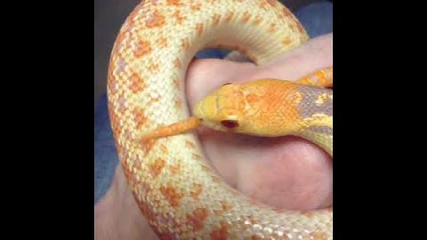Albino San Diego gopher snake tail rattle