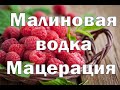 Малиновая водка или малиновый мацерат.Видео 18+