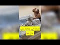 خليت مدحت يهايط على عدي وليش انت تخاف منه وراح لعدي وصار الي صار