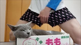 令和も「ポゥポゥおじさん」出現！灰色猫は気になって振り向くのか！？