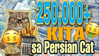 HOW TO BREEDING BUSINESS PERSIAN CAT: 250,000 in 1 year #business #cat #breeding