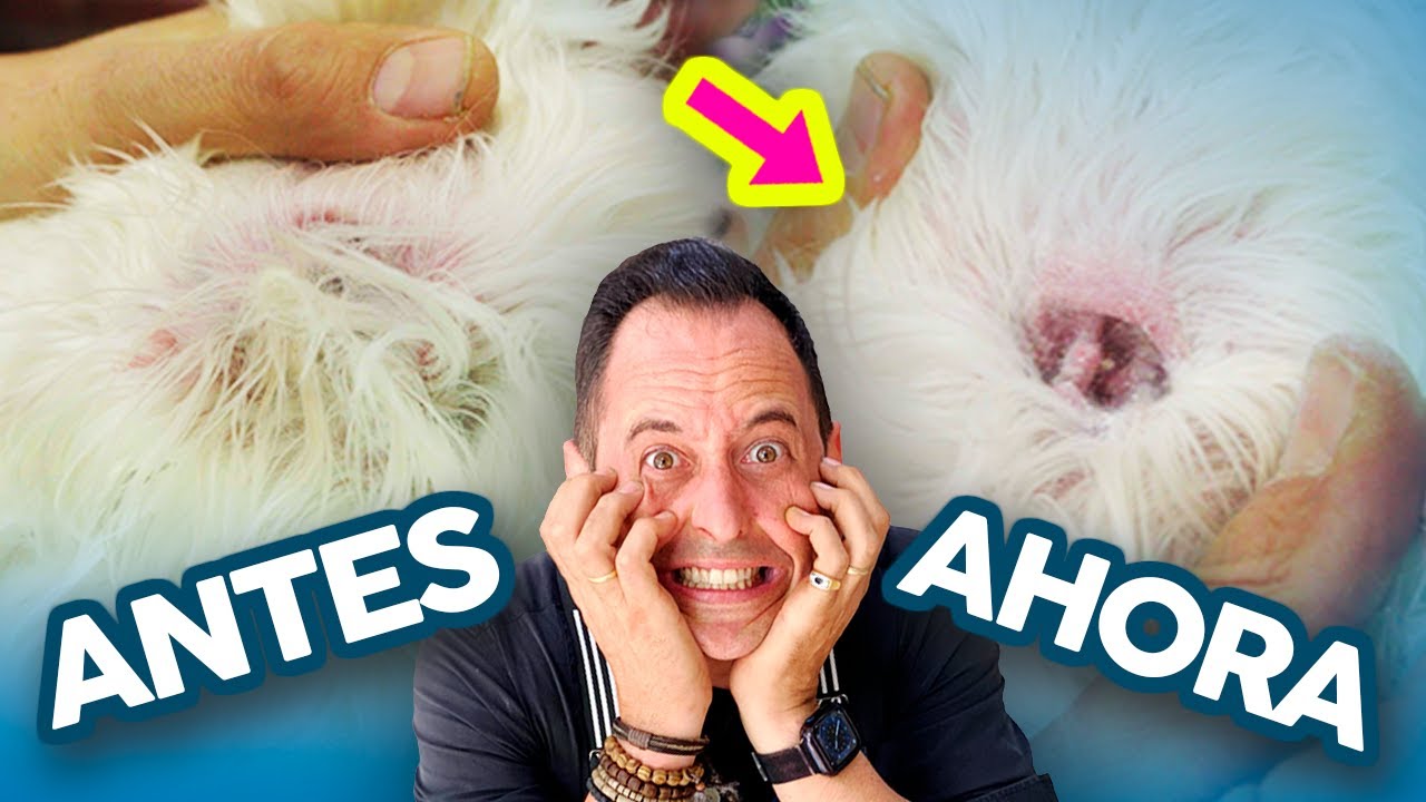 QUITA LOS PELOS del OIDO de TU PERRO o le PASARÁ ESTO... 🚑