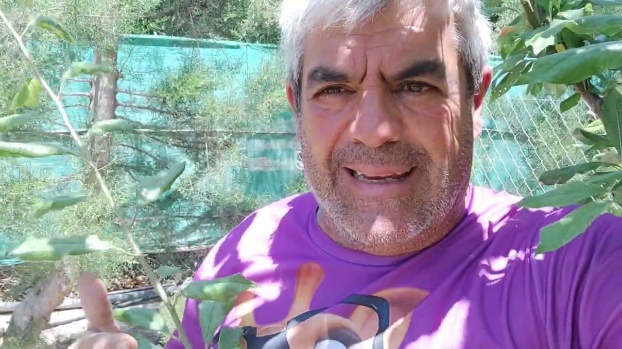 Poda en verde del ciruelo paso a paso.