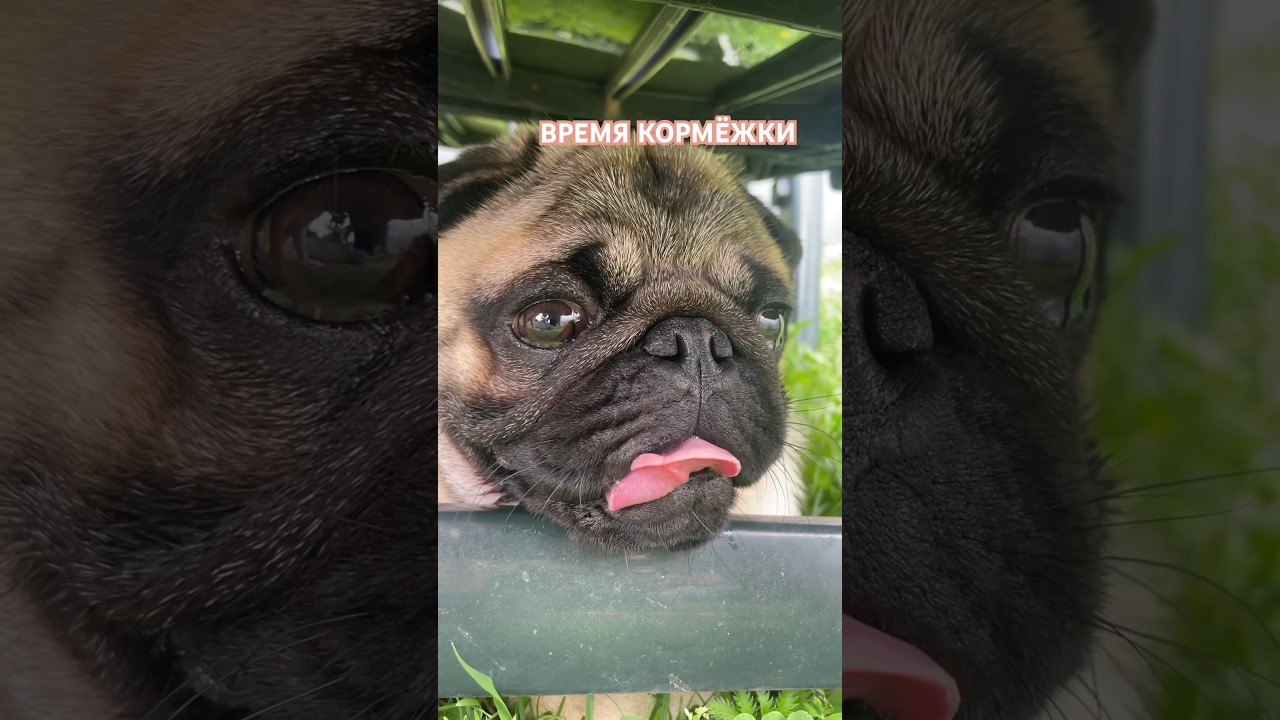 Самый голодный мопсик 