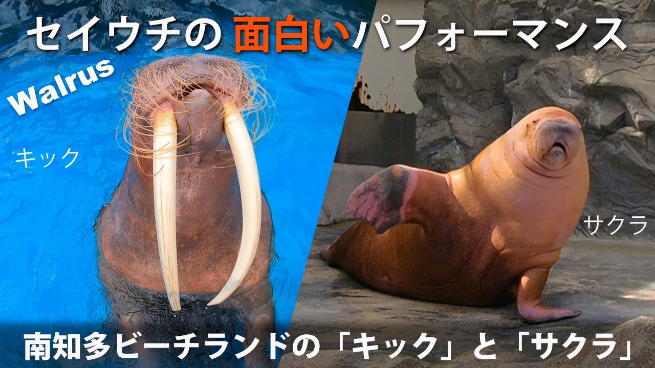 セイウチの面白いパフォーマンス Walrus Funny Performance 南知多ビーチランドのキックとサクラ Youtube