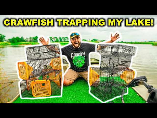 TRAPPING Crawfish at My LAKE for the FIRST TIME!!! (Catch Clean Cook) 