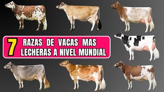 Las 7 mejores razas de vacas lecheras en el mundo.