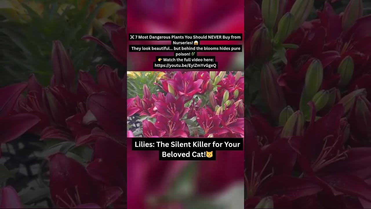 This Flower Can Hurt Your Cat!