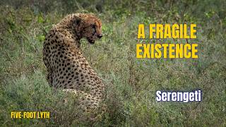 Serengeti | Predators of the Plains