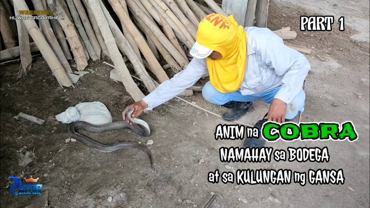 ANIM na COBRA namahay sa BODEGA at sa KULUNGAN ng GANSA | PART 1 |ZUMA HARING AHAS