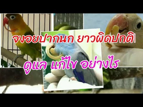 วีดีโอ: 3 วิธีดูแลนกพิราบ