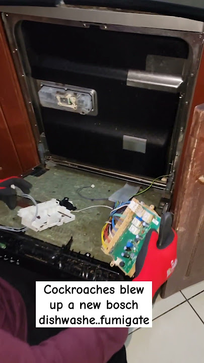 The one reason to fumigate-Avoid unnecessary repair expenses ##fyp #shorts #tips101