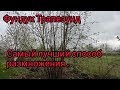 Фундук Трапезунд  - самый эффективный   способ размножения .