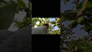 pighale nilam sa ye sama #znmd #trending #poetry