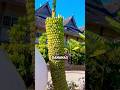 This Banana Farming Trick Makes Double Profit