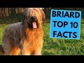 Briard - TOP 10 Interesting Facts の動画、YouTube動画。