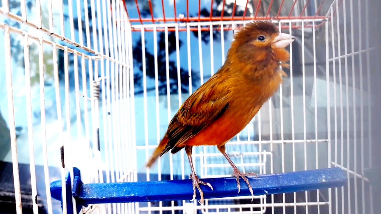 تغريد  كناري هائج لتدريب ذكور الكناري على الغناء و تحفيز الاناث على التزاوج 