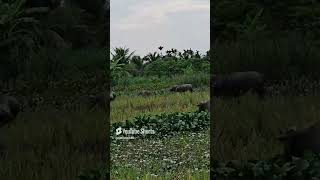 Buffalo Herd Is Roaming In The Swamp