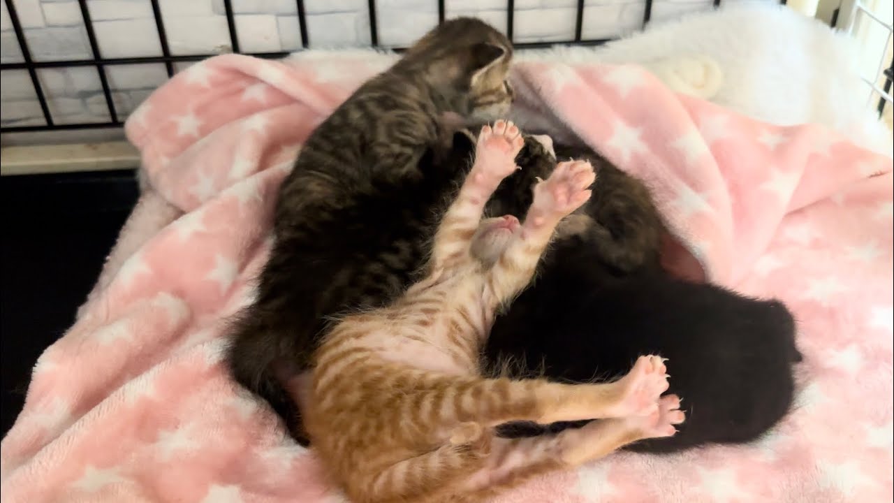 生後15日 どうしても兄妹に埋もれたい赤ちゃん猫【ラプ保護物語#21
