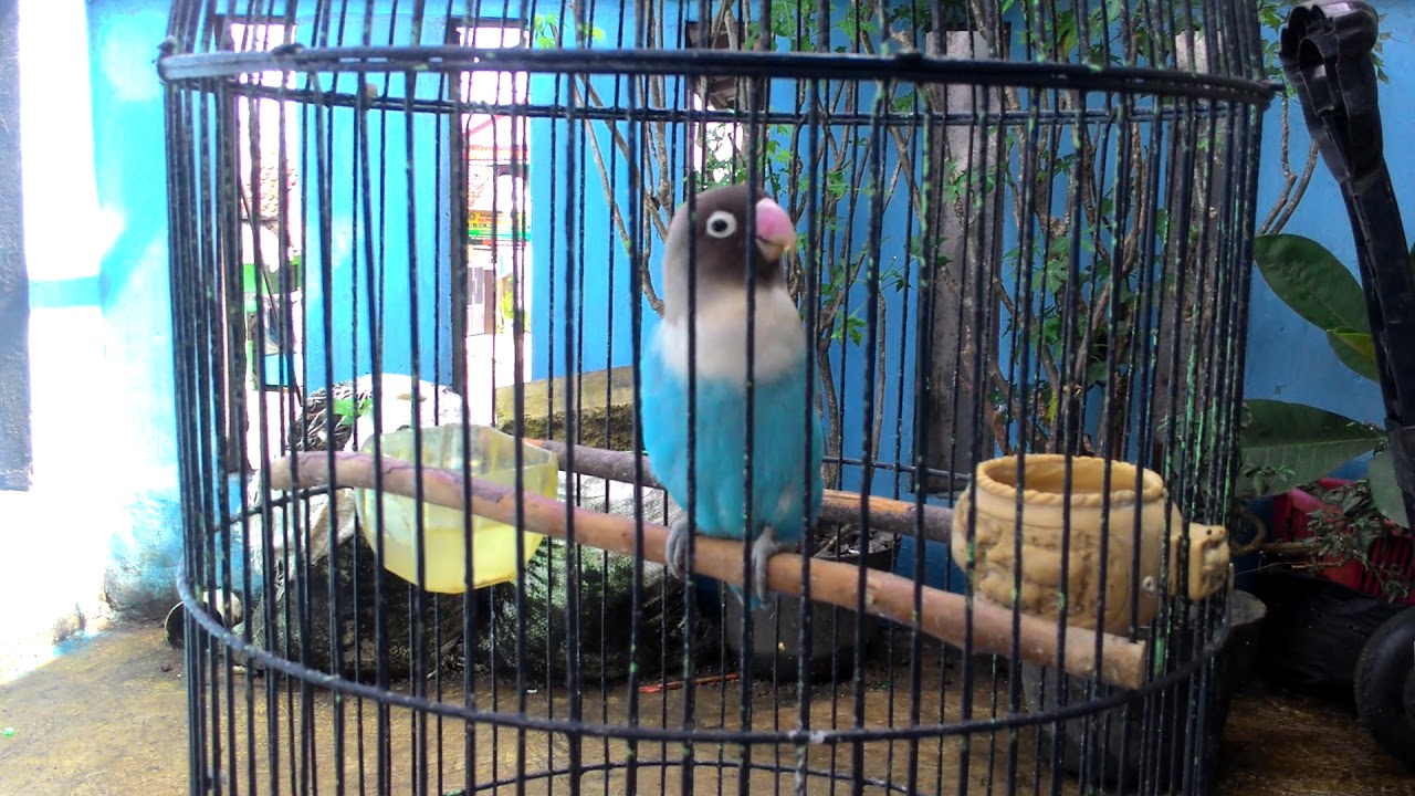 Burung love bird murah tapi ga murahan 