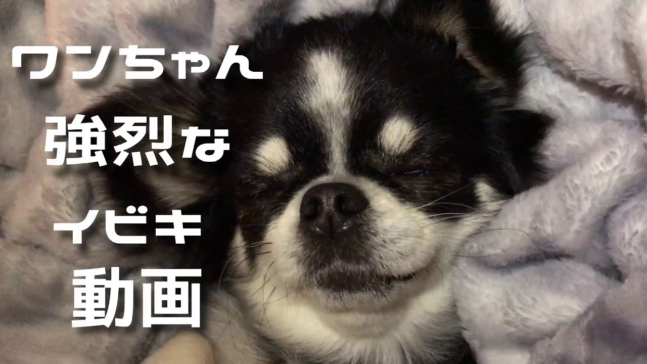 いびき 犬の強烈なイビキ チワワ Youtube