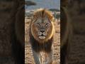 when the majestic king patrols his territory everyone must run #entertainment #king #animals