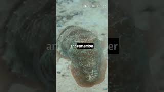 Glow, Guesses Oneeyed Sleep 5 Surprising Animal Behaviors