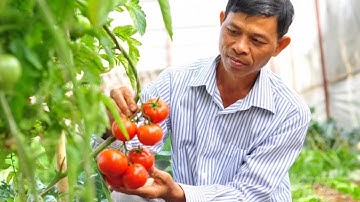 NÂNG CAO NĂNG LỰC CHO HTX NÔNG NGHIỆP | VTC16