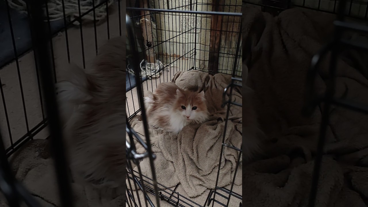 Kennel is just a bed for our Cats 😂 