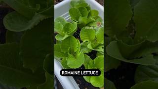 Romaine Lettuce Popping Off ? trending fyp growth romaine lettuce veggies gardening roots