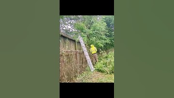 Fast OVERGROWN fence cleanup  #shorts #shortsvideo #grass #lawncare #diy #lawn #youtubeshorts #fyp