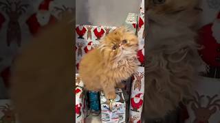 This Is the Best Christmas Gift!❤️