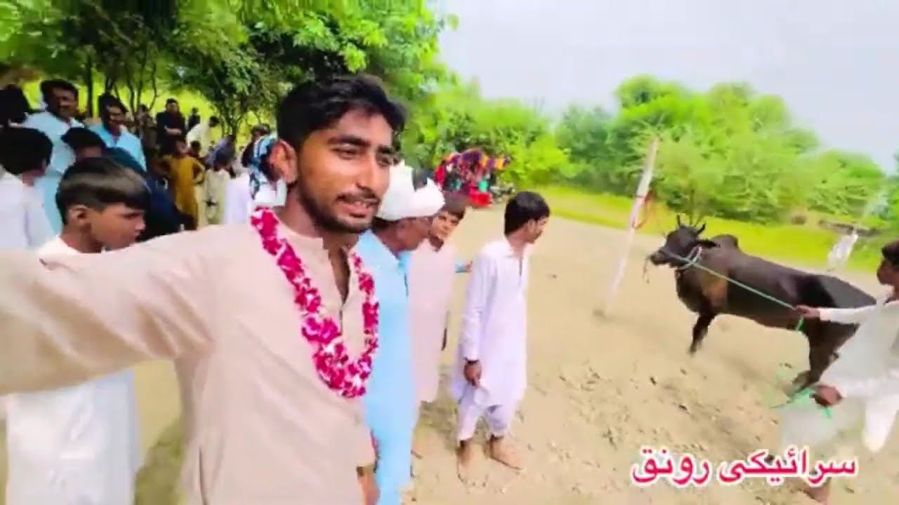 نوتک محمید میں بہت بڑا میلہ ۔ سب دیکھ کر حیران۔ ایک بیل نے 4 منٹ میں 100 چکر لگائے