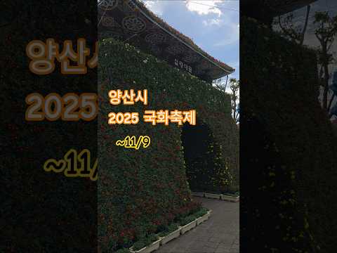 양산시 2025 국화축제. 2025.10.25 방문