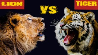 Why Lion is the King of the Jungle..... not Tiger