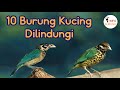 10 Burung Kucing Dilindungi