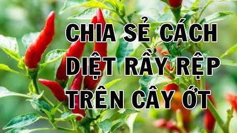 Chia sẻ cách diệt rầy rệp trên cây ớt - rầy mềm, rệp xanh, nhện đỏ