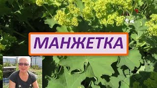 Манжетка обыкновенная и манжетка мягкая. Декоративный и лечебный многолетник