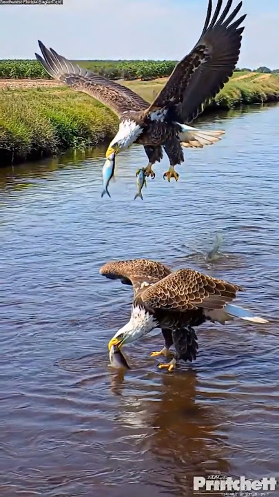 Multiple Catches from the Shallow River Running Through the Farmland 9 16 2020 #wildlife #baldeagles