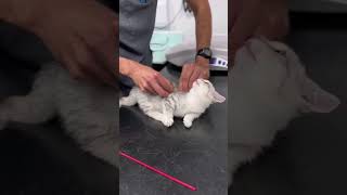 POV: You took your cat to the vet #kitten #cattok #funnycats #pets #cutecat