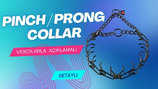 Prong Collar, Pinch Ya Da Dikenli İtaat Tasması Olarak Bilinen Tasmalar Nedir? Nasıl Kullanılır?