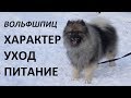 Какие они вольфшпицы? Характер, особенности ухода, рассказ хозяйки